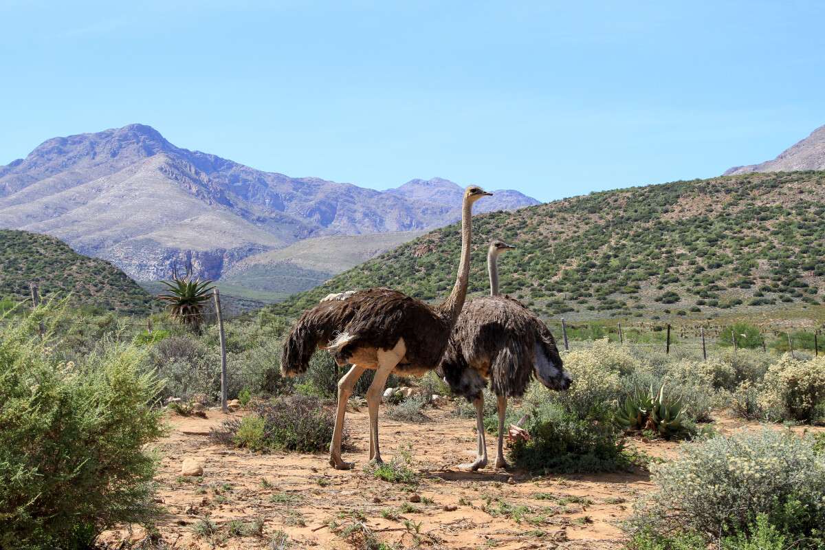 Ostriches standing next to Agave plant in the Karoo, South Africa