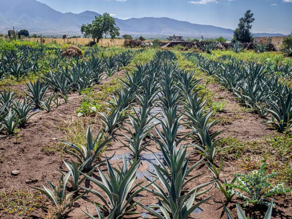 agave farming business plan in india