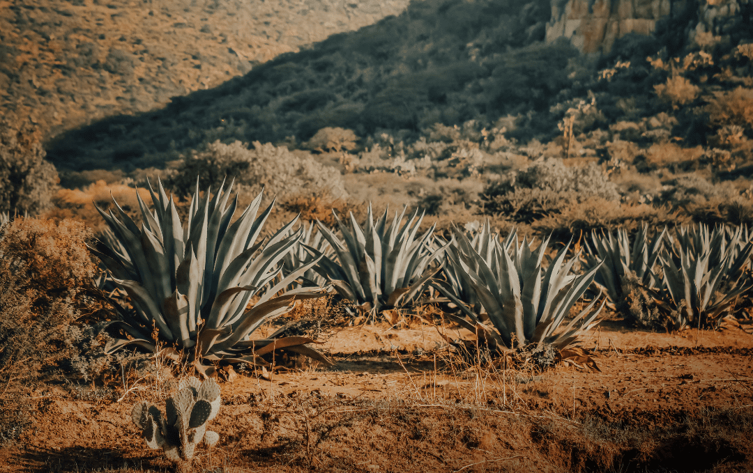 Karoo agave in South Africa, the source of La Tierra’s small batch agave spirit