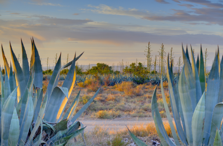 Karoo agave plant used to craft La Tierra Agave- South African agave spirit