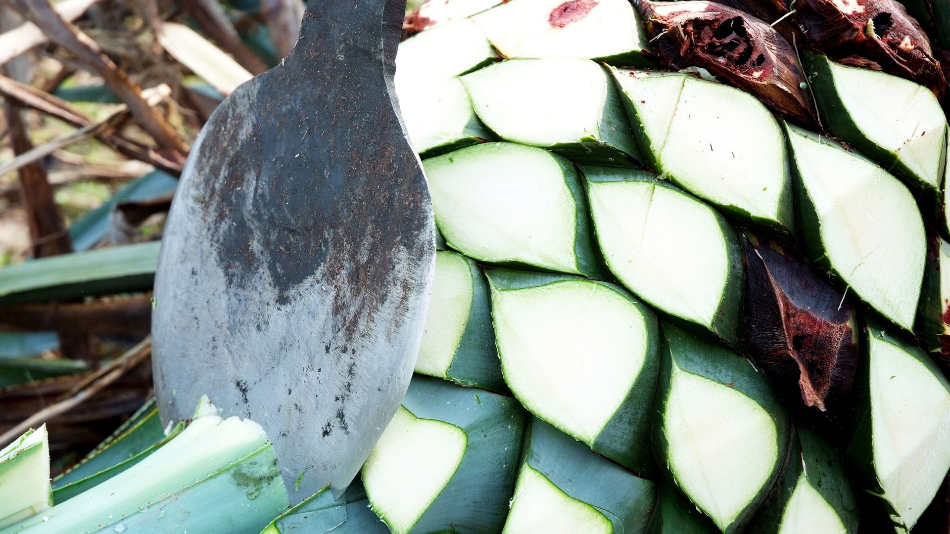 Harvesting Karoo agave for La Tierra Agave spirit production, a South African tequila alternative