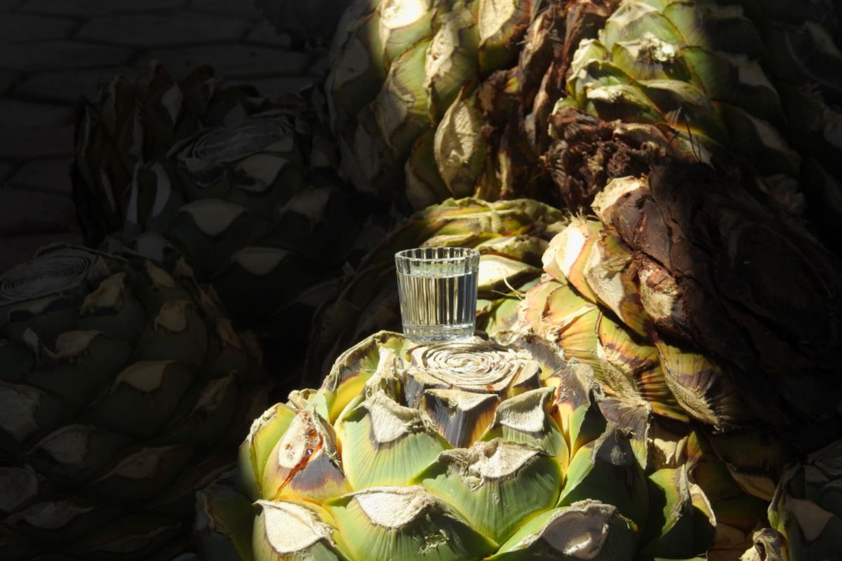 La Tierra Agave spirit in a glass placed on Karoo agave, a South African agave spirit