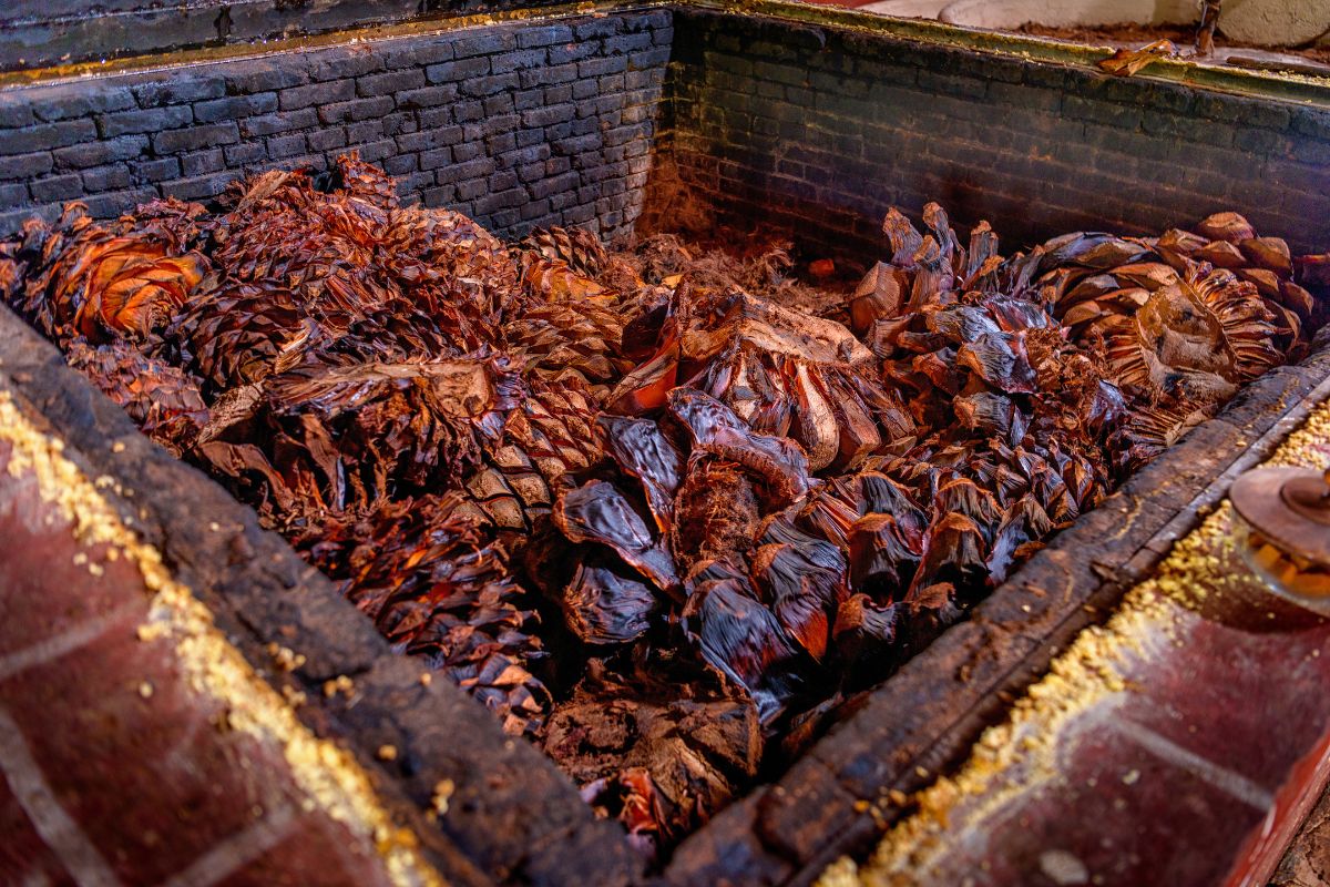 Roasting Karoo agave in brick pits for agave spirit production, a South African tequila alternative