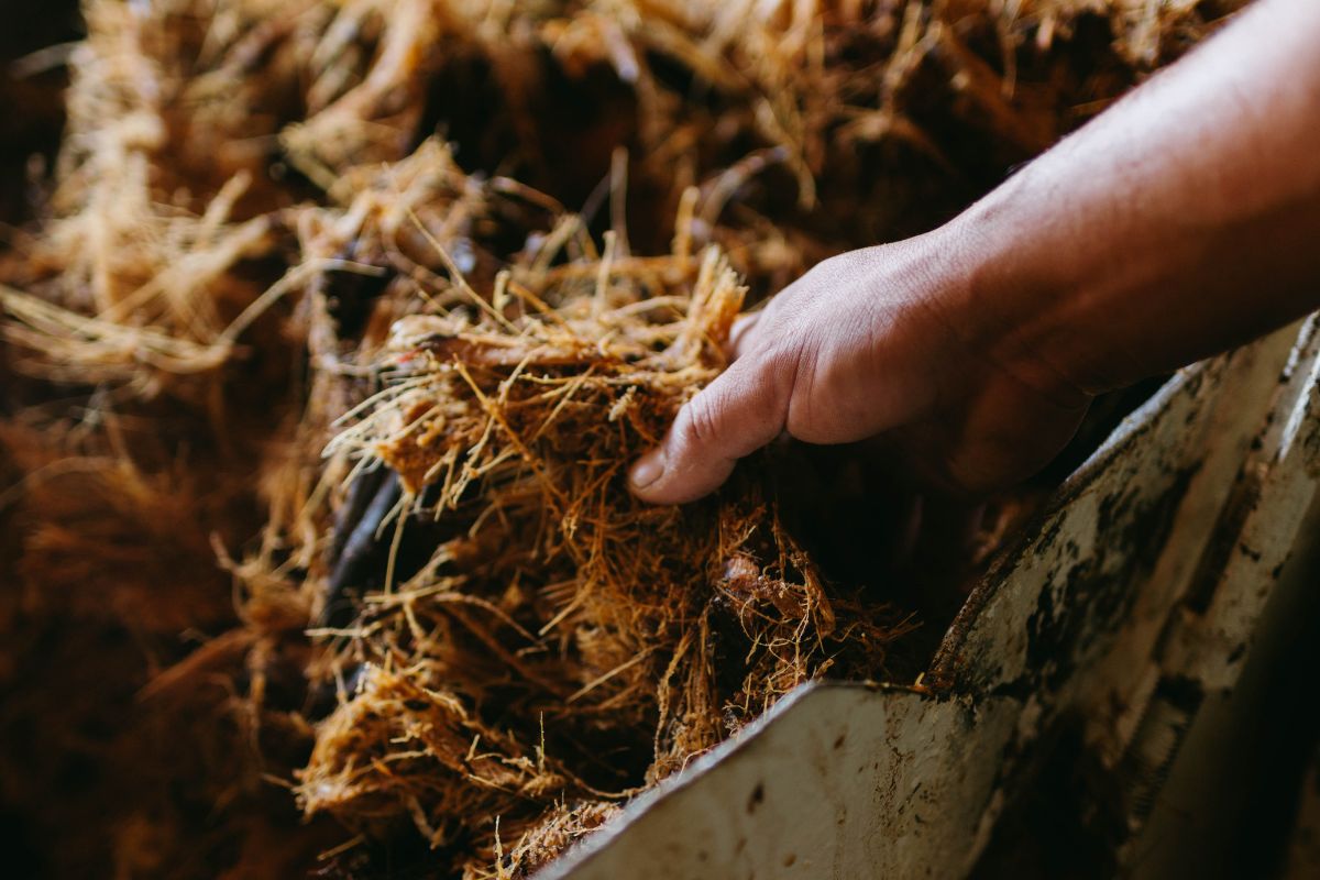 Roasting Karoo agave in brick pits for agave spirit production, a South African tequila alternative